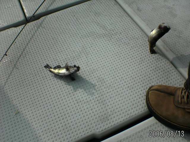 ���̉摜�̒��쌠��
Hiroshima Inline Hockey League(HIHL)�ɂ���܂��B�摜�f�[�^�̖��f�]�p�͌ł����f��\���グ�܂��B