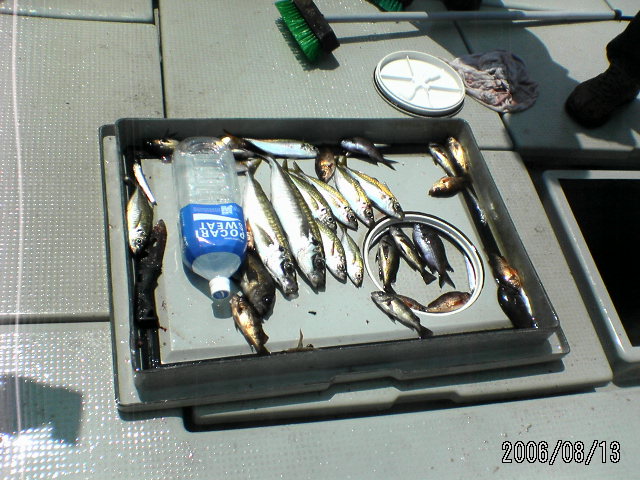 ���̉摜�̒��쌠��
Hiroshima Inline Hockey League(HIHL)�ɂ���܂��B�摜�f�[�^�̖��f�]�p�͌ł����f��\���グ�܂��B