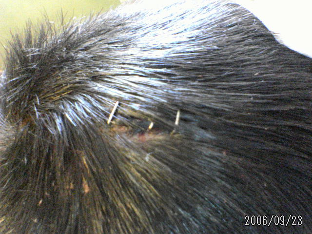 ���̉摜�̒��쌠��
Hiroshima Inline Hockey League(HIHL)�ɂ���܂��B�摜�f�[�^�̖��f�]�p�͌ł����f��\���グ�܂��B