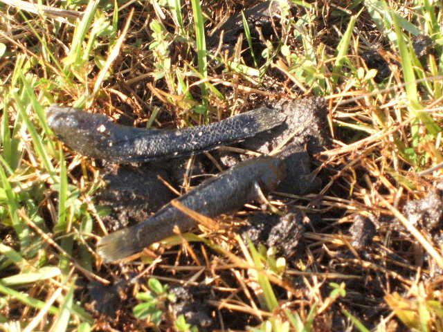 ���̉摜�̒��쌠��
Hiroshima Inline Hockey League(HIHL)�ɂ���܂��B�摜�f�[�^�̖��f�]�p�͌ł����f��\���グ�܂��B