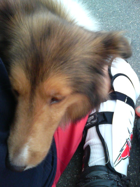 ���̉摜�̒��쌠��
Hiroshima Inline Hockey League(HIHL)�ɂ���܂��B�摜�f�[�^�̖��f�]�p�͌ł����f��\���グ�܂��B