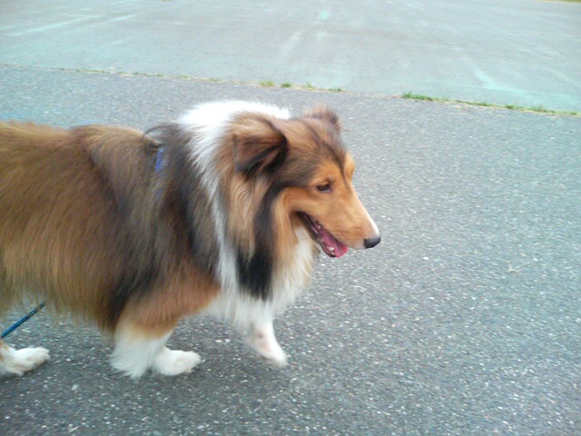 ���̉摜�̒��쌠��
Hiroshima Inline Hockey League(HIHL)�ɂ���܂��B�摜�f�[�^�̖��f�]�p�͌ł����f��\���グ�܂��B