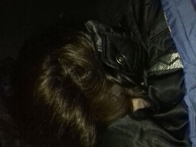 ���̉摜�̒��쌠��
Hiroshima Inline Hockey League(HIHL)�ɂ���܂��B�摜�f�[�^�̖��f�]�p�͌ł����f��\���グ�܂��B