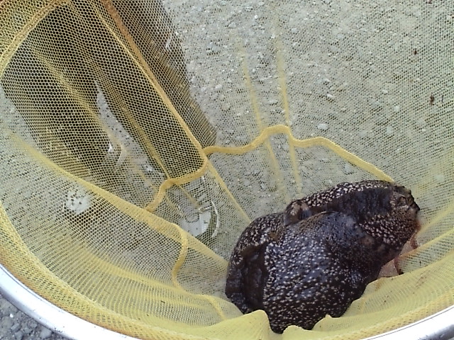 ���̉摜�̒��쌠��
Hiroshima Inline Hockey League(HIHL)�ɂ���܂��B�摜�f�[�^�̖��f�]�p�͌ł����f��\���グ�܂��B