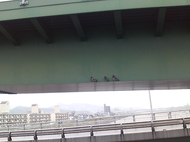 ���̉摜�̒��쌠��
Hiroshima Inline Hockey League(HIHL)�ɂ���܂��B�摜�f�[�^�̖��f�]�p�͌ł����f��\���グ�܂��B