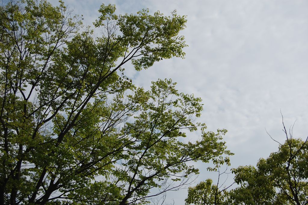 ���̉摜�̒��쌠��
Hiroshima Inline Hockey League(HIHL)�ɂ���܂��B�摜�f�[�^�̖��f�]�p�͌ł����f��\���グ�܂��B